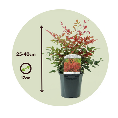 Heavenly Bamboo - 2 pcs. - Nandina domestica 'obsessed' - Height 25-40cm - ⌀17cm