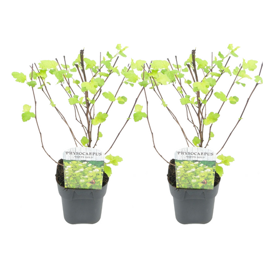 Ninebark - 2 pcs. - Physocarpus opulifolius 'Dart's Gold' - H30-40cm - ⌀17cm