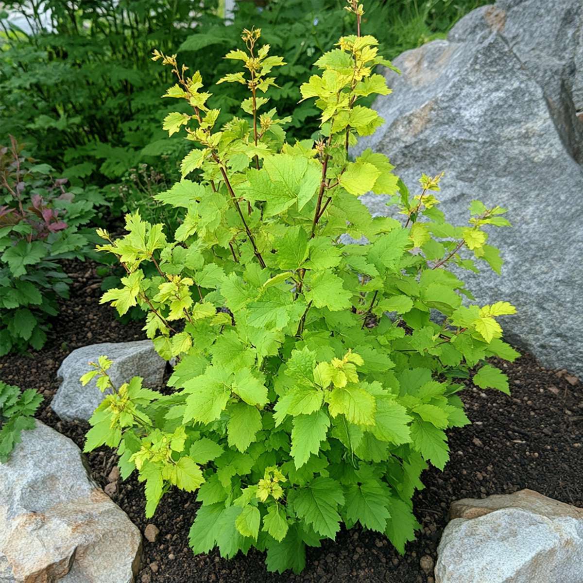 Ninebark - 4 pcs. - Physocarpus opulifolius 'Dart's Gold' - H30-40cm - ⌀17cm