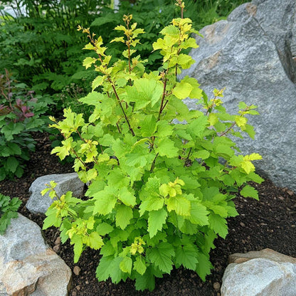 Ninebark - 4 pcs. - Physocarpus opulifolius 'Dart's Gold' - H30-40cm - ⌀17cm