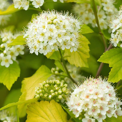 Ninebark - 4 pcs. - Physocarpus opulifolius 'Dart's Gold' - H30-40cm - ⌀17cm