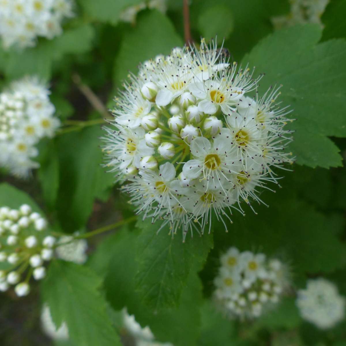 Ninebark - 4 pcs. - Physocarpus opulifolius 'Dart's Gold' - H30-40cm - ⌀17cm