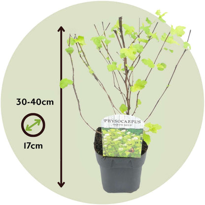 Ninebark - 4 pcs. - Physocarpus opulifolius 'Dart's Gold' - H30-40cm - ⌀17cm