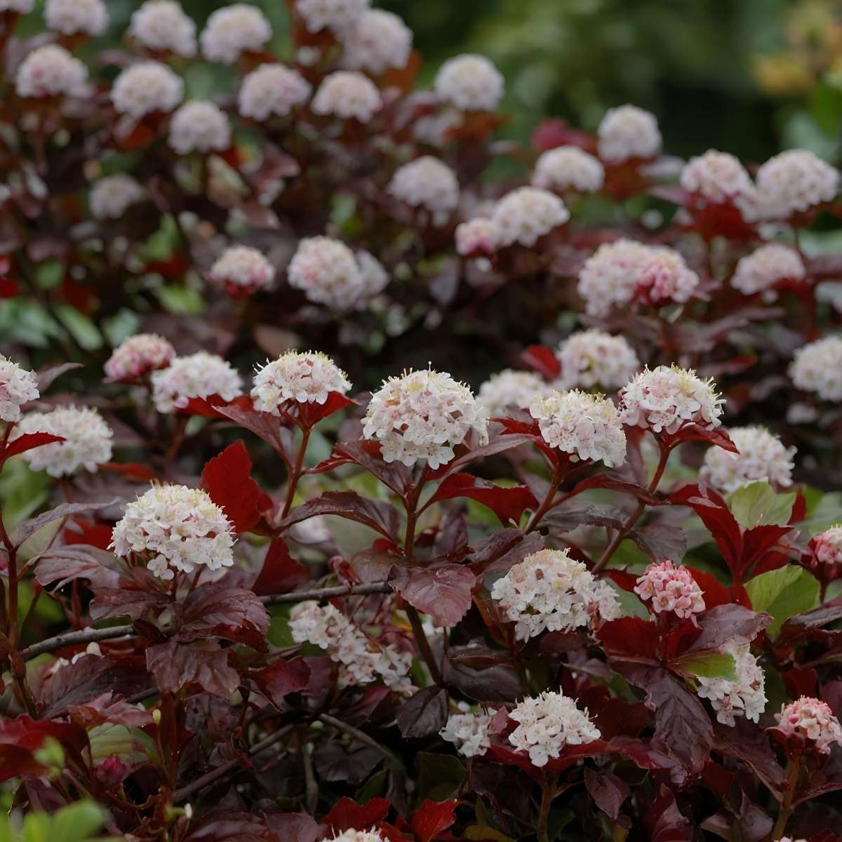 Ninebark - 2 pcs. - Physocarpus 'Lady in Red' - Height 30-40cm - ⌀17cm