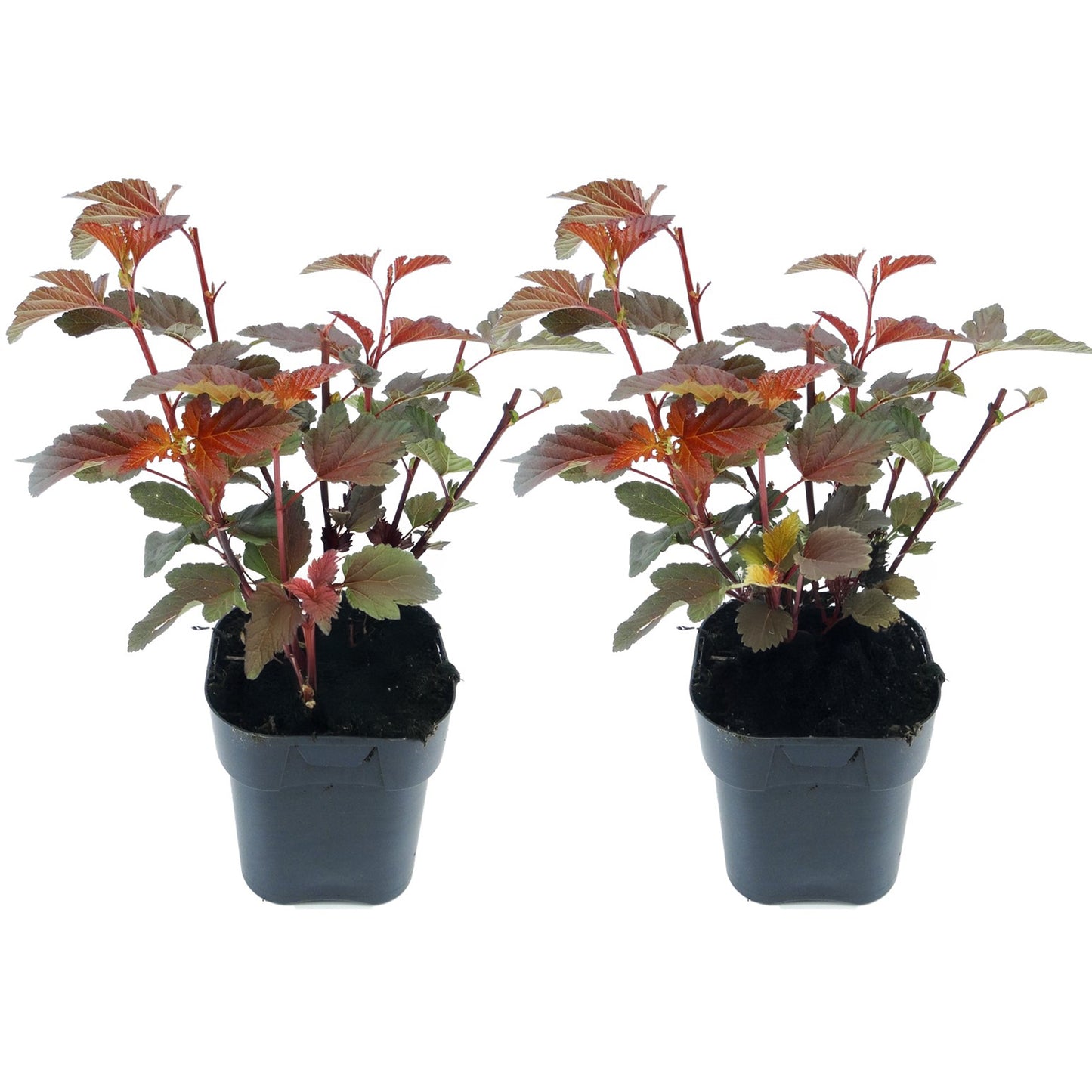 Ninebark - 2 pcs. - Physocarpus 'Lady in Red' - Height 30-40cm - ⌀17cm