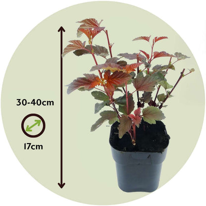 Ninebark - 2 pcs. - Physocarpus 'Lady in Red' - Height 30-40cm - ⌀17cm