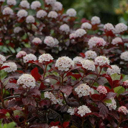 Ninebark - 4 pcs. - Physocarpus 'Lady in Red' - Height 30-40cm - ⌀17cm