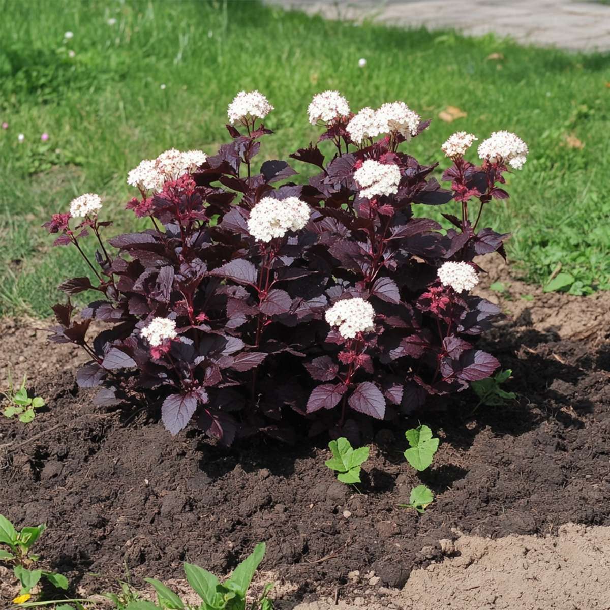 Ninebark - 4 pcs. - Physocarpus 'Lady in Red' - Height 30-40cm - ⌀17cm