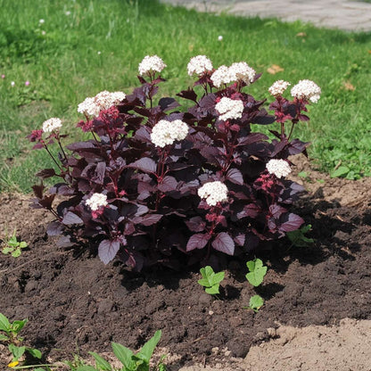 Ninebark - 4 pcs. - Physocarpus 'Lady in Red' - Height 30-40cm - ⌀17cm