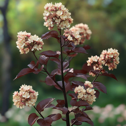Ninebark - 4 pcs. - Physocarpus 'Lady in Red' - Height 30-40cm - ⌀17cm