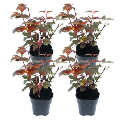 Ninebark - 4 pcs. - Physocarpus 'Lady in Red' - Height 30-40cm - ⌀17cm