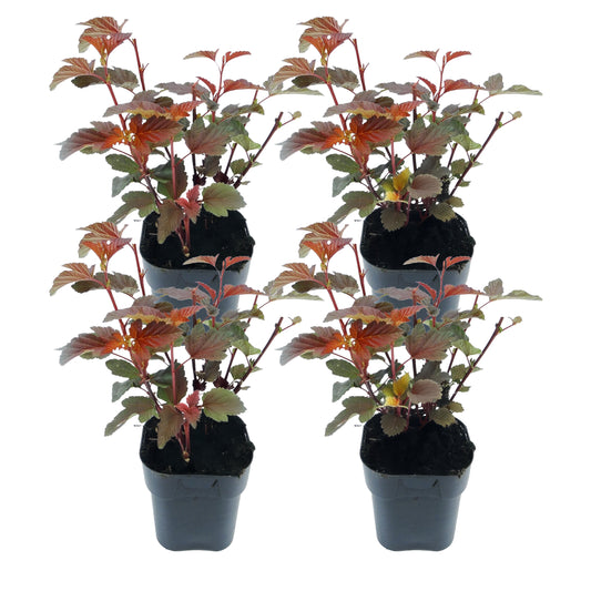 Ninebark - 4 pcs. - Physocarpus 'Lady in Red' - Height 30-40cm - ⌀17cm