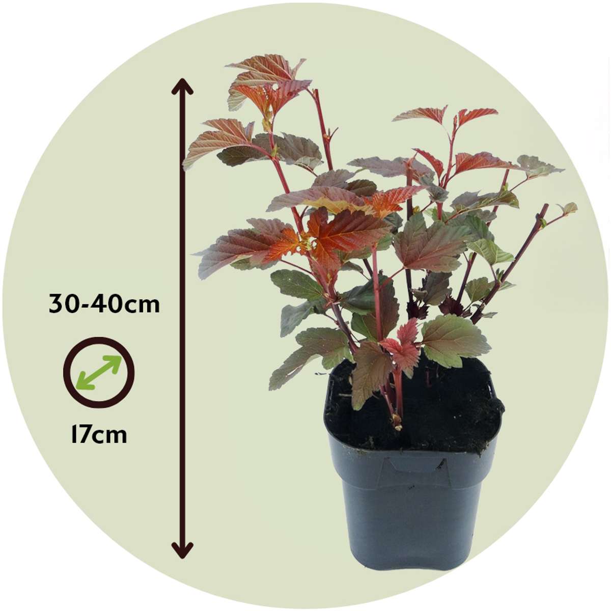 Ninebark - 4 pcs. - Physocarpus 'Lady in Red' - Height 30-40cm - ⌀17cm