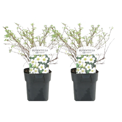 Cinquefoil - 2 pcs. - Potentilla fruticosa 'Abbotswood' - Height 20-30cm - ⌀17cm