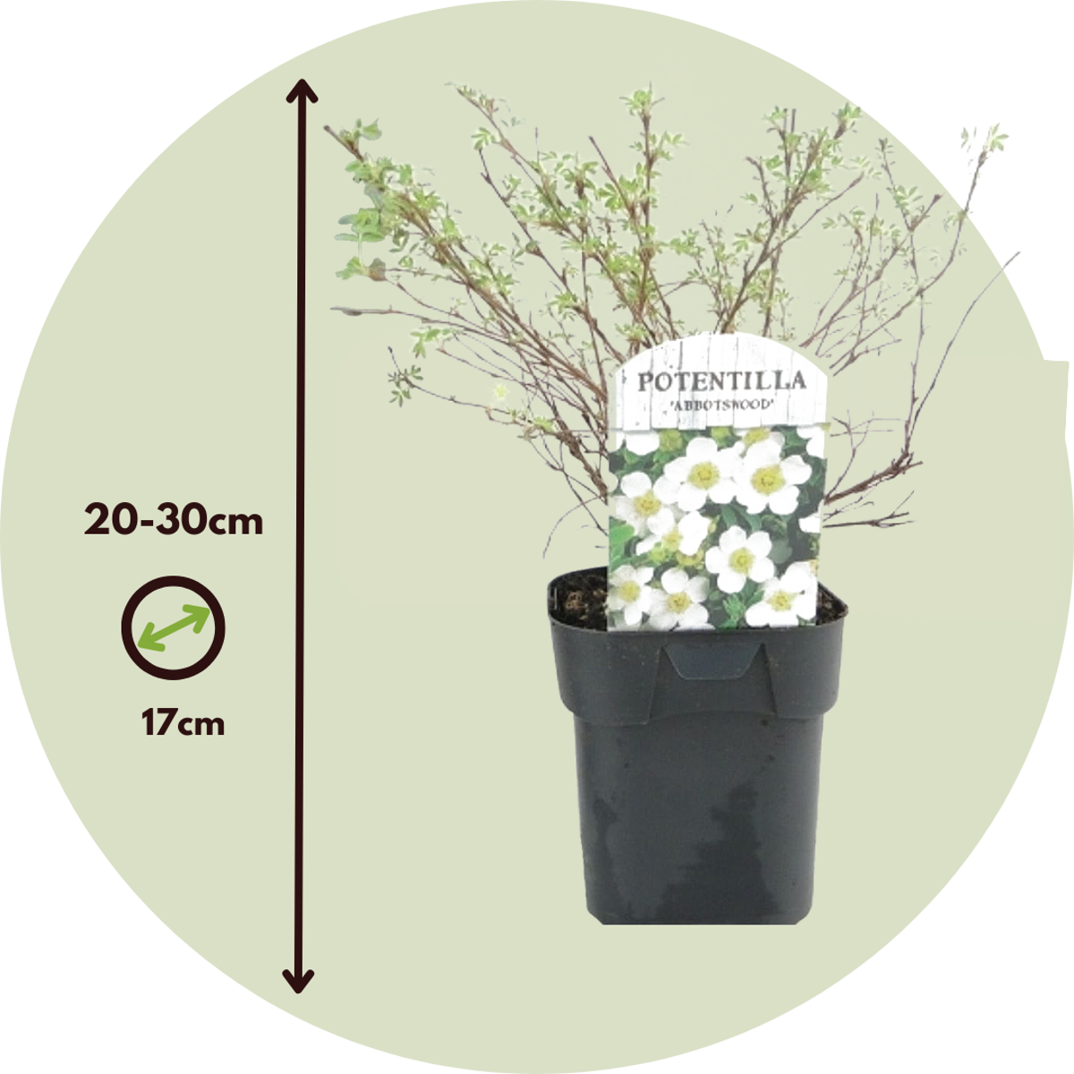 Cinquefoil - 2 pcs. - Potentilla fruticosa 'Abbotswood' - Height 20-30cm - ⌀17cm