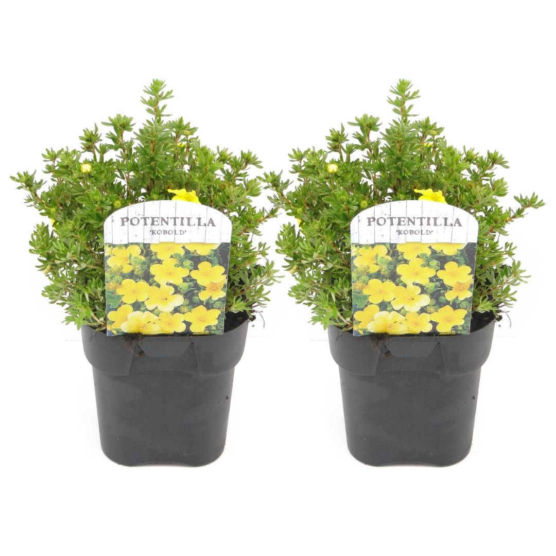 Cinquefoil - 2 pcs. - Potentilla fruticosa 'Kobold' - Height 20-30cm - ⌀17cm
