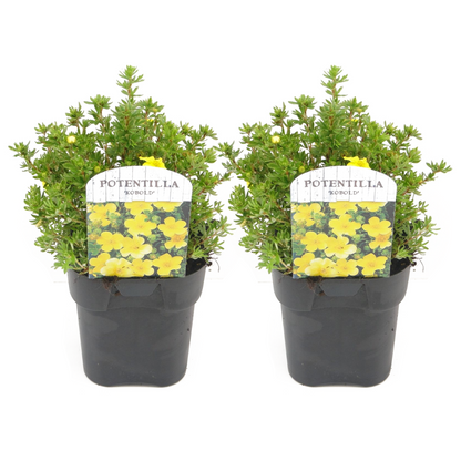 Cinquefoil - 2 pcs. - Potentilla fruticosa 'Kobold' - Height 20-30cm - ⌀17cm