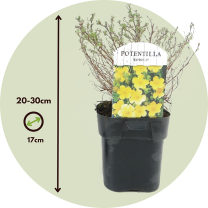 Cinquefoil - 2 pcs. - Potentilla fruticosa 'Kobold' - Height 20-30cm - ⌀17cm