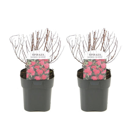 Japanese Spirea - 2 pcs. - Spiraea japonica 'Dark Pink' - Height 25-40cm - ⌀17cm