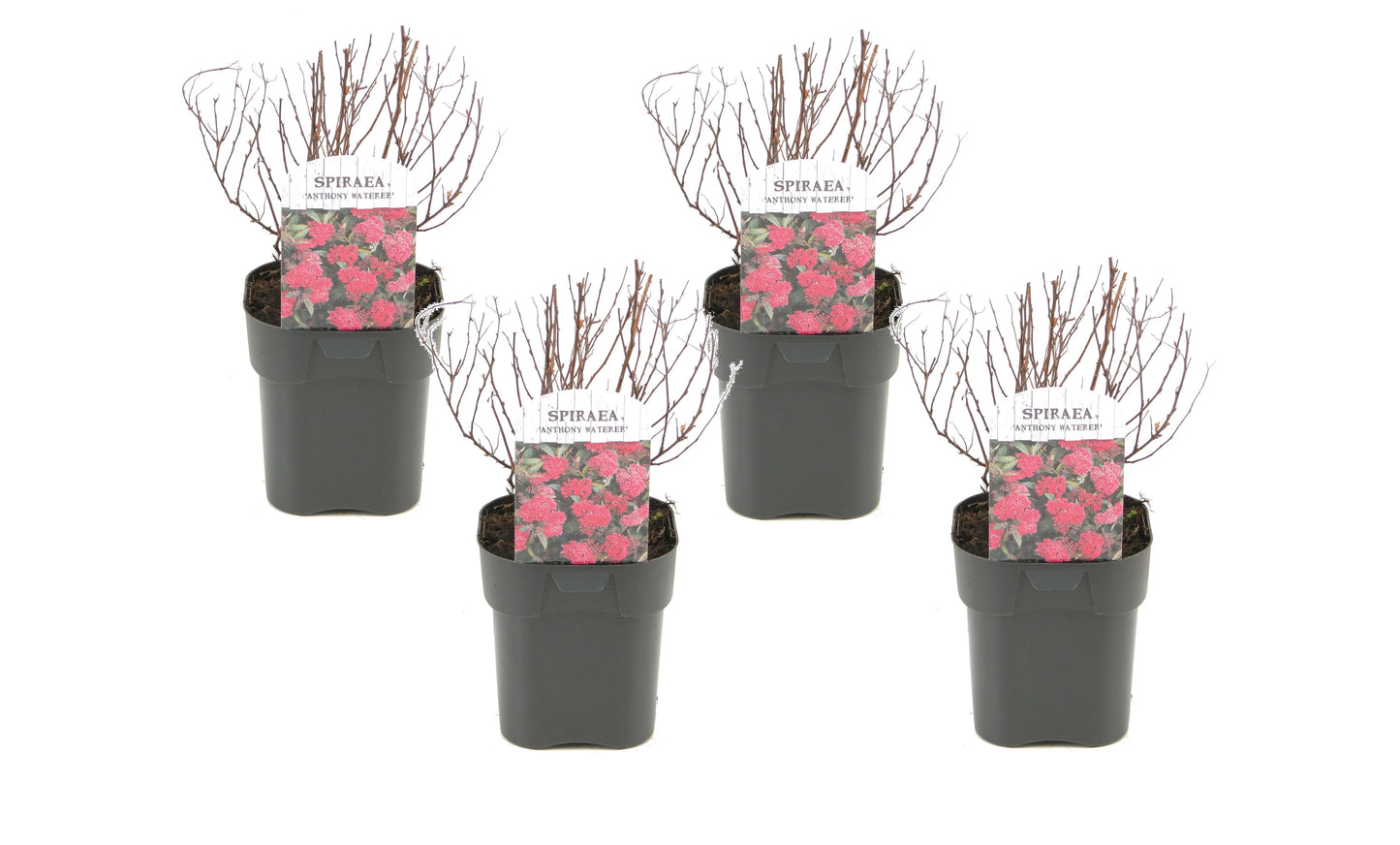 Japanese Spirea - 4 pcs. - Spiraea japonica 'Dark Pink' - Height 25-40cm - ⌀17cm