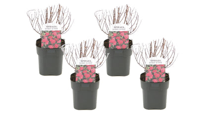 Japanese Spirea - 4 pcs. - Spiraea japonica 'Dark Pink' - Height 25-40cm - ⌀17cm