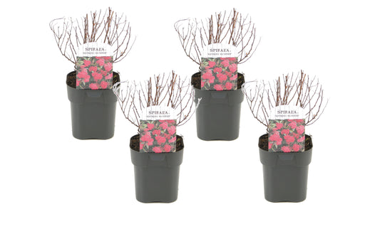 Japanese Spirea - 4 pcs. - Spiraea japonica 'Dark Pink' - Height 25-40cm - ⌀17cm