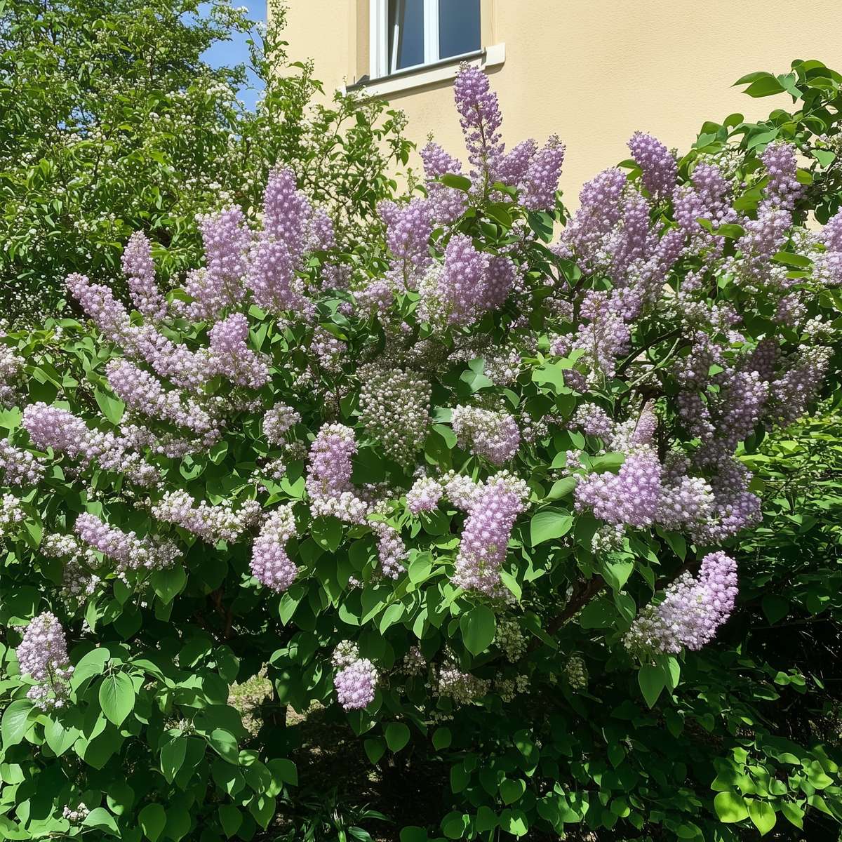 Lilac - 3 pcs. - Syringa vulgaris - Height 25-40cm - ⌀17cm