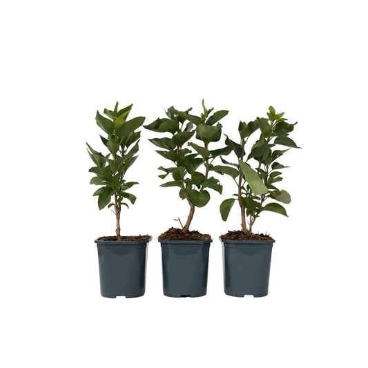 Lilac - 3 pcs. - Syringa vulgaris - Height 25-40cm - ⌀17cm