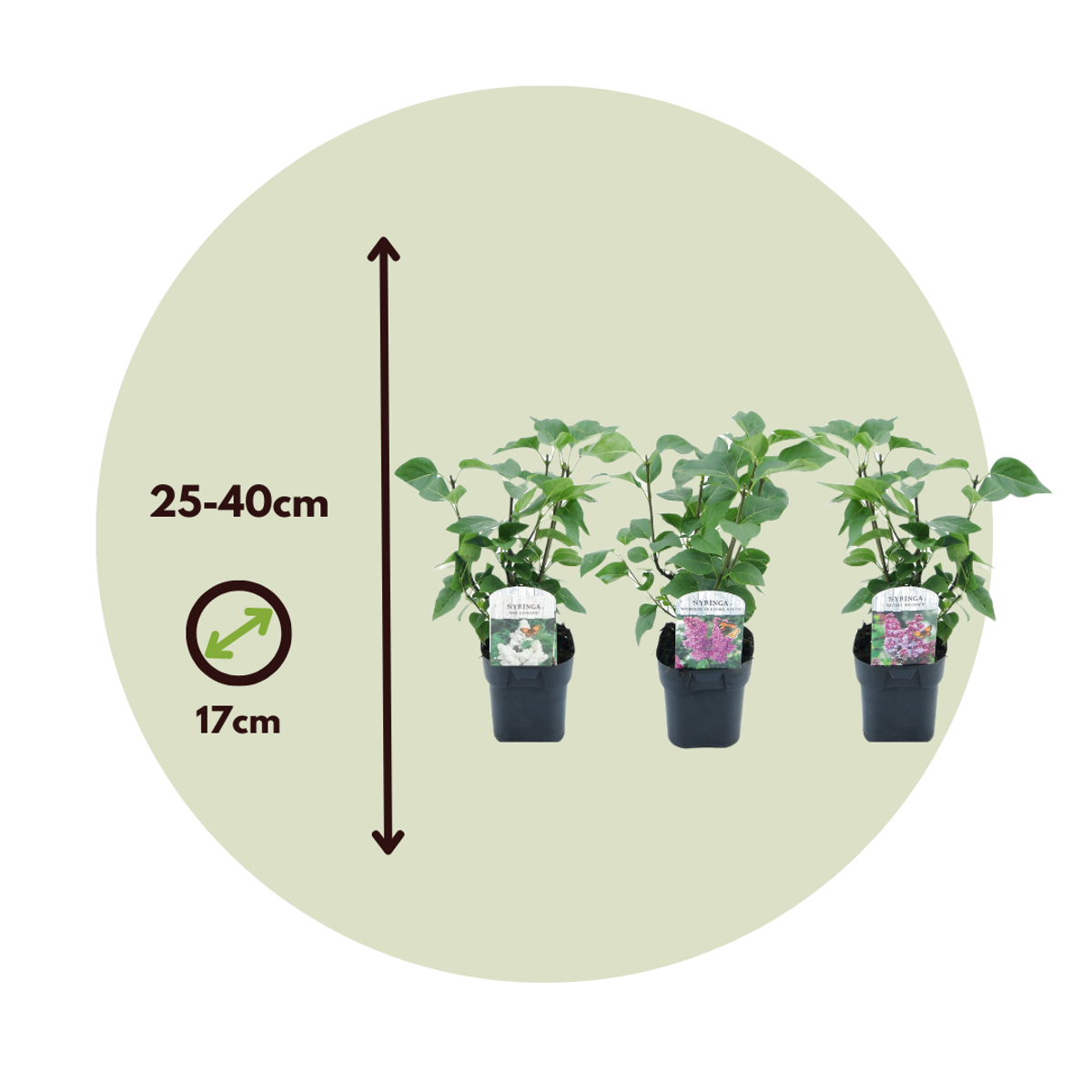 Lilac - 3 pcs. - Syringa vulgaris - Height 25-40cm - ⌀17cm