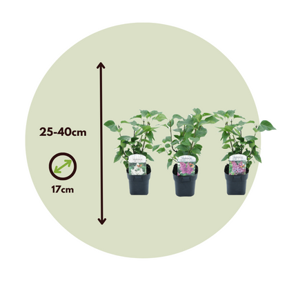 Lilac - 3 pcs. - Syringa vulgaris - Height 25-40cm - ⌀17cm