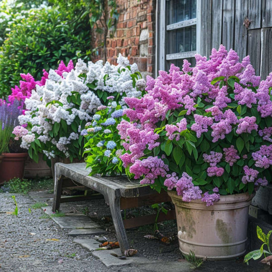Lilac - 6 pcs. - Syringa vulgaris - Height 25-40cm - ⌀17cm