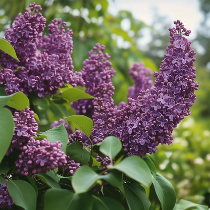 Lilac - 6 pcs. - Syringa vulgaris - Height 25-40cm - ⌀17cm
