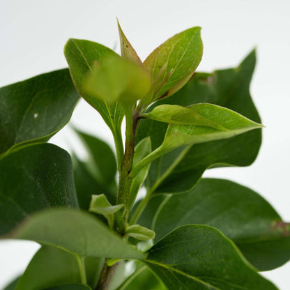 Lilac - 6 pcs. - Syringa vulgaris - Height 25-40cm - ⌀17cm