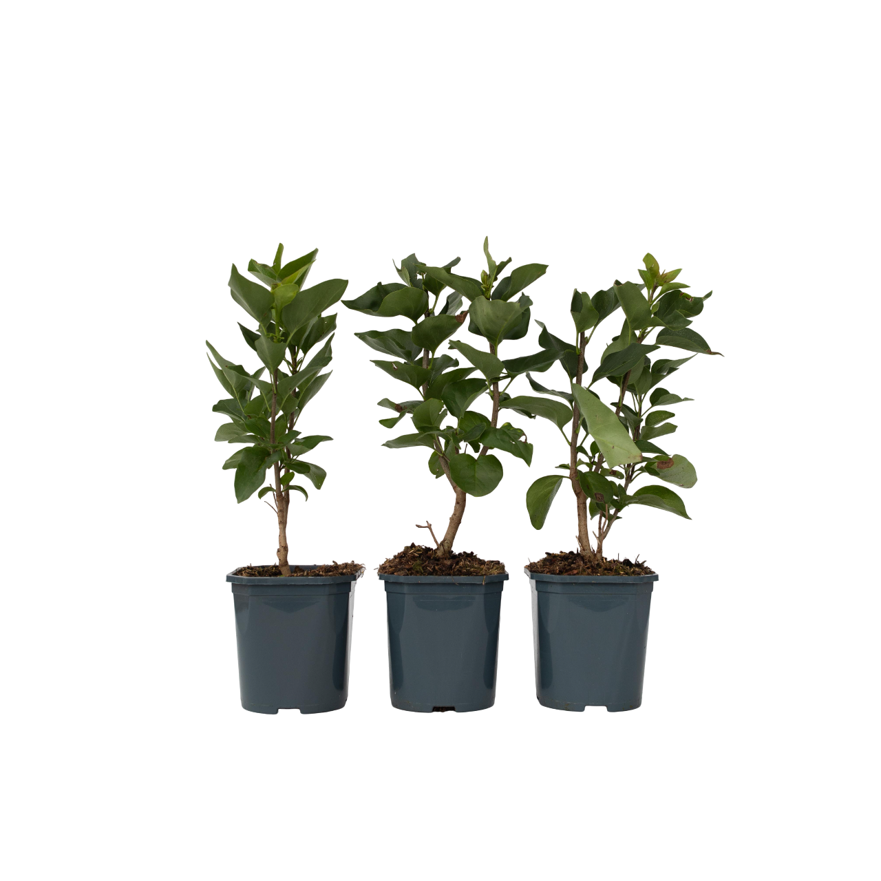 Lilac - 6 pcs. - Syringa vulgaris - Height 25-40cm - ⌀17cm