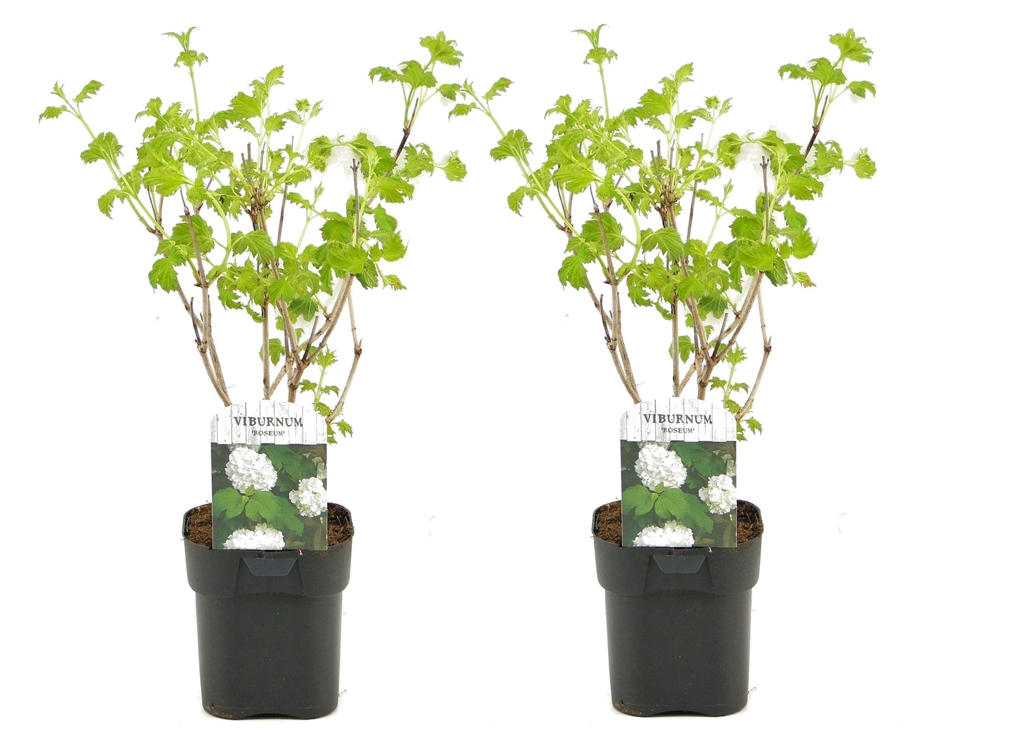 Laurustine - 2 pcs. - Viburnum opulus 'Roseum' - Height 25-40cm - ⌀17cm