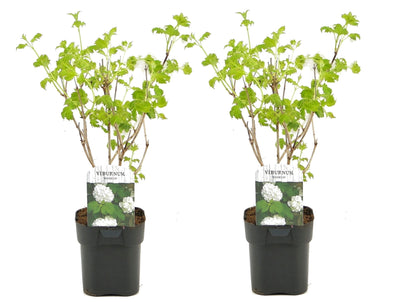Laurustine - 2 pcs. - Viburnum opulus 'Roseum' - Height 25-40cm - ⌀17cm