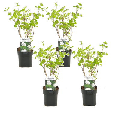 Laurustine - 4 pcs. - Viburnum opulus 'Roseum' - Height 25-40cm - ⌀17cm