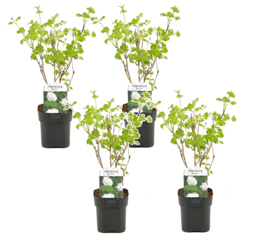Laurustine - 4 pcs. - Viburnum opulus 'Roseum' - Height 25-40cm - ⌀17cm