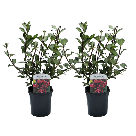 Flowering Shrub - 2 pcs. - Weigela florida 'Nana Purpurea' - H25-40cm - ⌀17cm