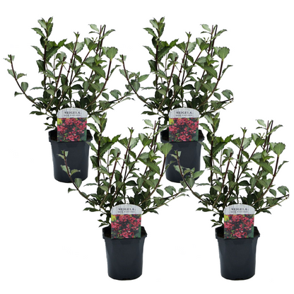 Flowering Shrub - 4 pcs. - Weigela florida 'Nana Purpurea' - H25-40cm - ⌀17cm