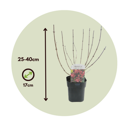Flowering Shrub - 2 pcs. - Weigela florida 'Nana Purpurea' - H25-40cm - ⌀17cm