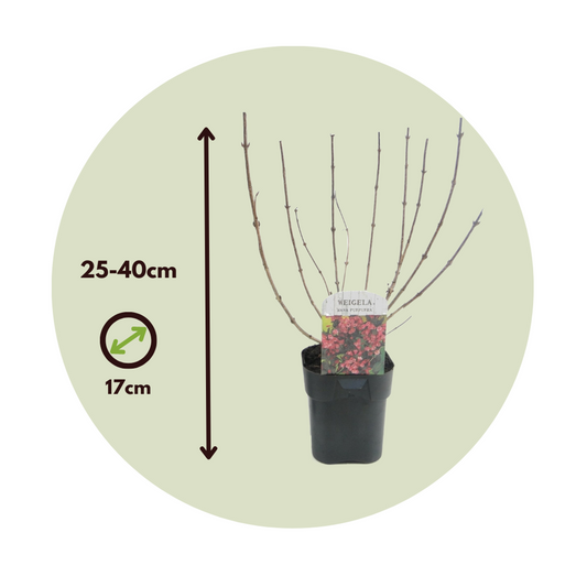 Flowering Shrub - 2 pcs. - Weigela florida 'Nana Purpurea' - H25-40cm - ⌀17cm