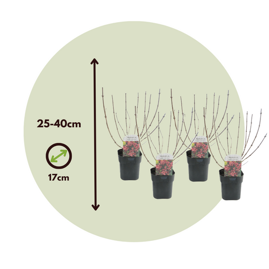 Flowering Shrub - 4 pcs. - Weigela florida 'Nana Purpurea' - H25-40cm - ⌀17cm