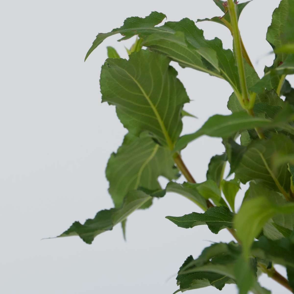 Flowering Shrub - 2 pcs. - Weigela florida 'Red Prince' - Height 25-40cm - ⌀17cm