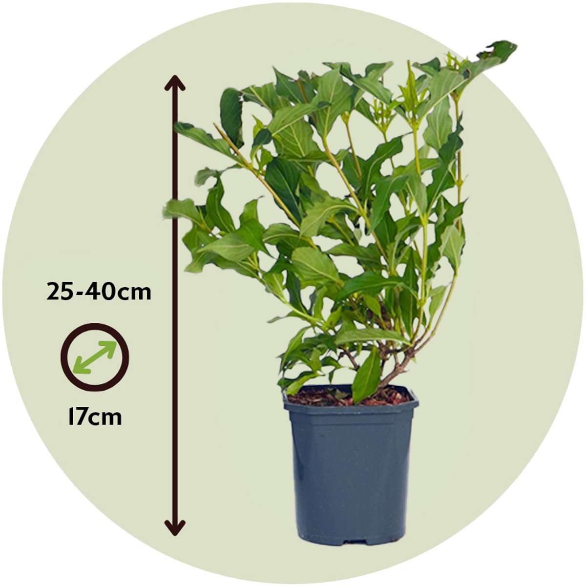 Flowering Shrub - 4 pcs. - Weigela florida 'Red Prince' - Height 25-40cm - ⌀17cm