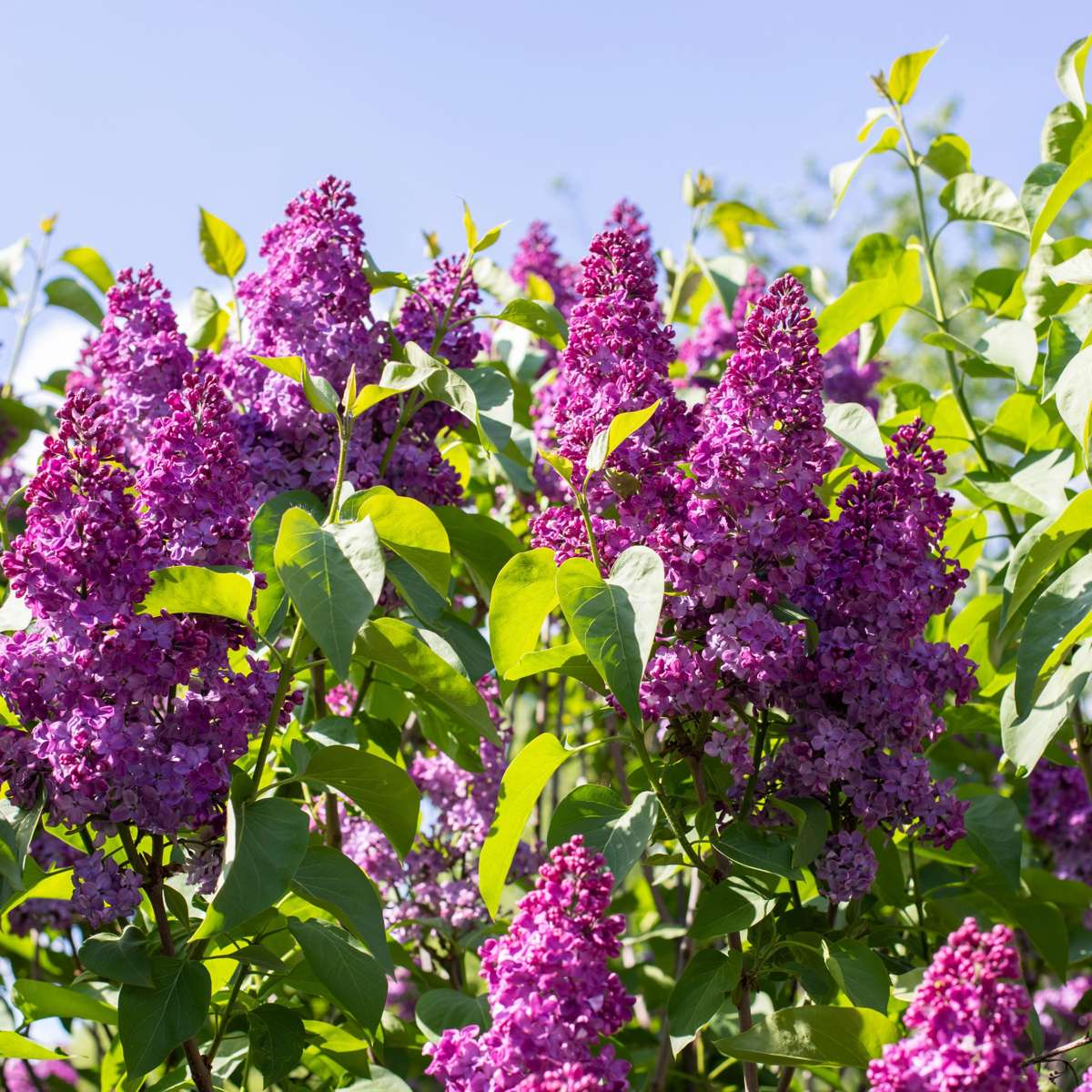 Lilac - 2 pcs. - Syringa vulgaris 'Ludwig Spath' - Height 25-40cm - ⌀17cm