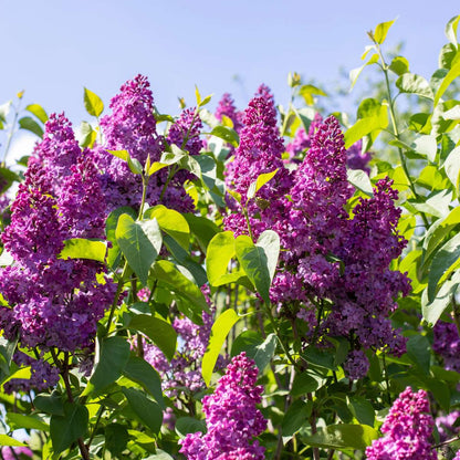 Lilac - 2 pcs. - Syringa vulgaris 'Ludwig Spath' - Height 25-40cm - ⌀17cm