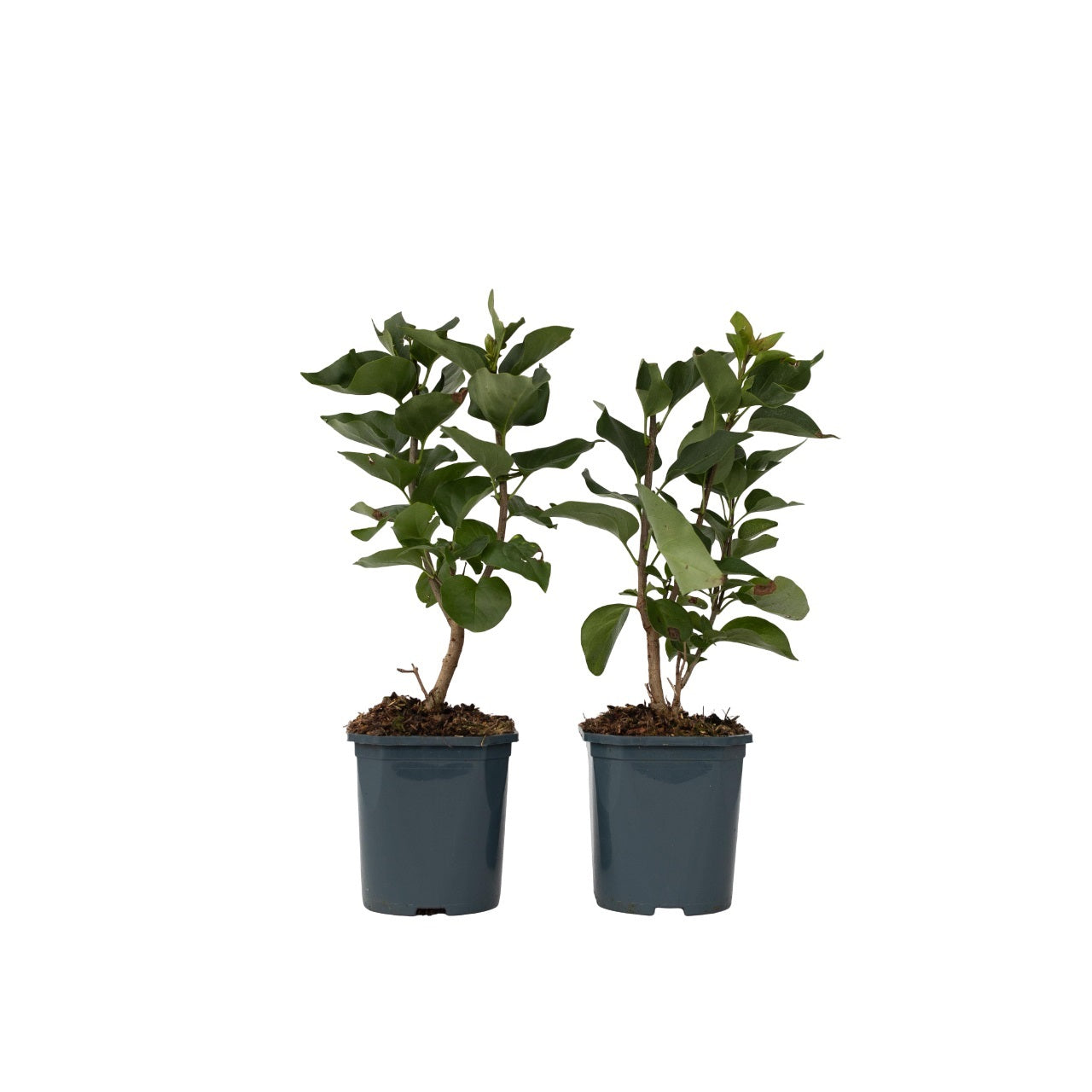 Lilac - 2 pcs. - Syringa vulgaris 'Ludwig Spath' - Height 25-40cm - ⌀17cm