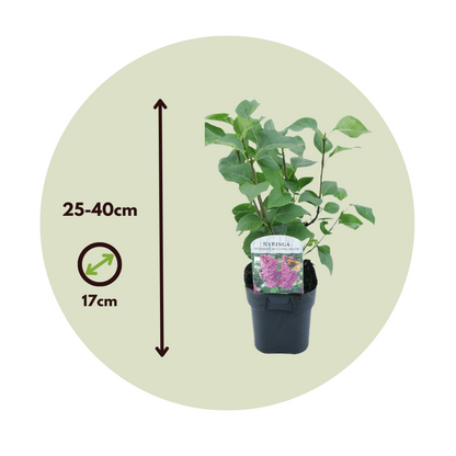 Lilac - 2 pcs. - Syringa vulgaris 'Ludwig Spath' - Height 25-40cm - ⌀17cm