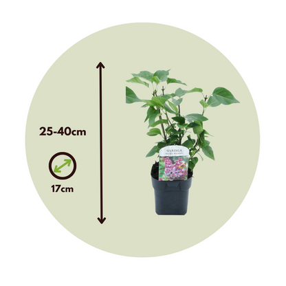 Lilac - 2 pcs. - Syringa vulgaris 'Michel Buchner' - Height 25-40cm - ⌀17cm